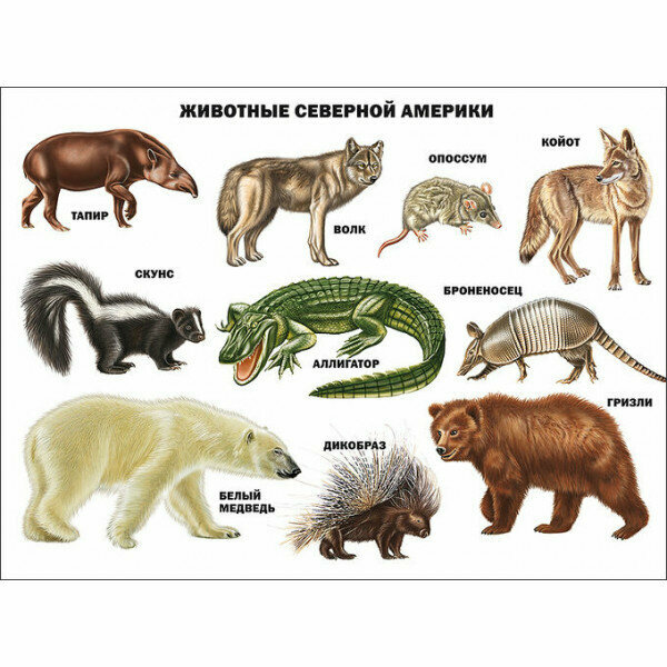 Плакат. Животные северной америки