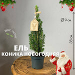 Ель канадская Коника h-35, d-9 / Ель новогодняя, 1 шт, Plants Bel House, ель живая в горшке, ель живая новогодняя - изображение