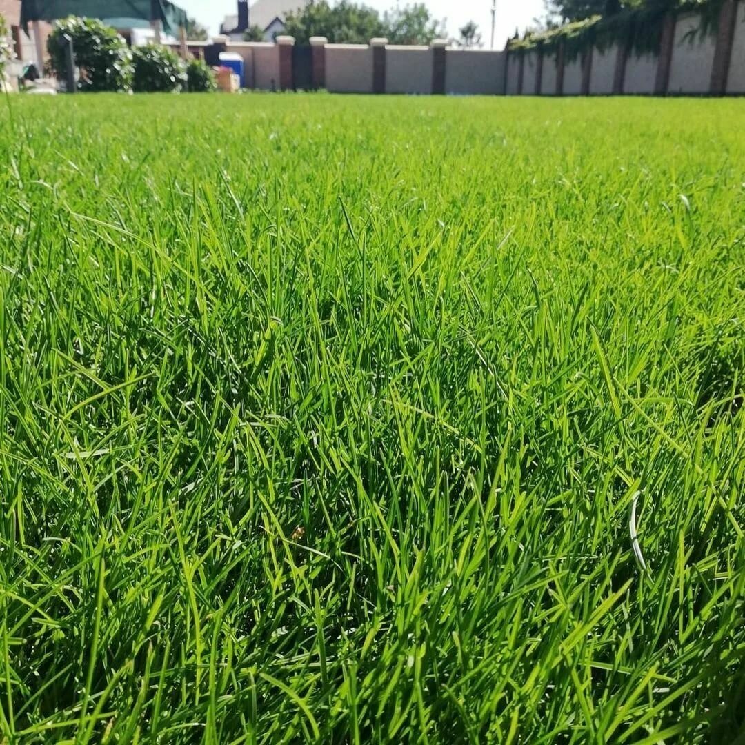 Смесь семян газонных трав Бархатный газон образуют густой прочный изумрудно-зеленый бархатистый травяной покров 500 гр семян