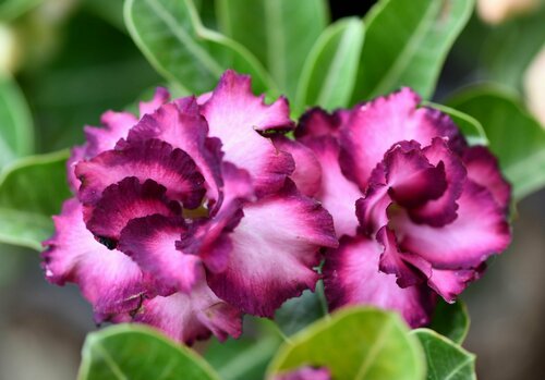 Адениум Тучный Блэк Амарилис, Роза пустыни, прекрасный суккулент с ...