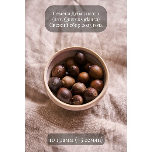 Семена желудей Дуба сизого, или Японского голубого дуба, 10 грамм (примерно 5 шт) натуральные шляпки желудей дуба 20 шт