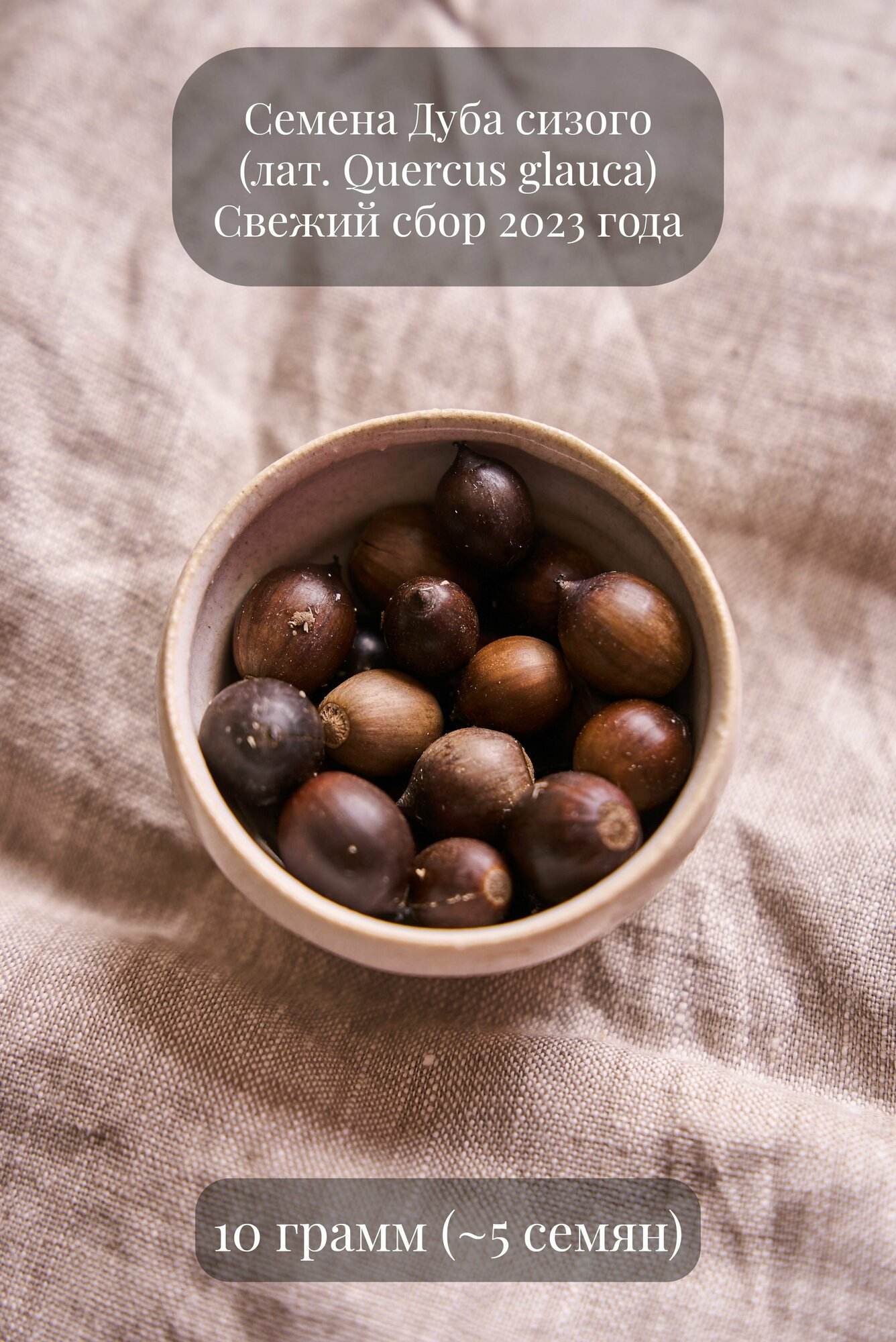 Семена желудей Дуба сизого, или Японского голубого дуба, 10 грамм (примерно 5 шт)