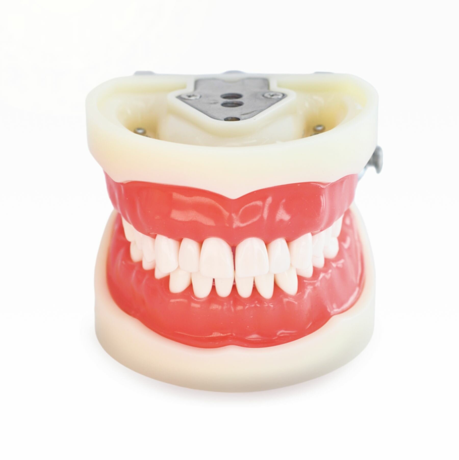 Модель челюстей для практики стоматологов  32 зуба