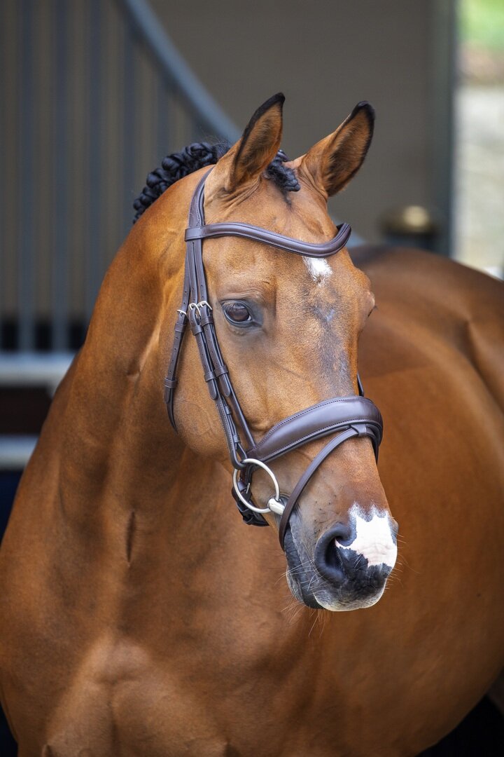 SHIRES LUSSIO Оголовье для лошади "Dressage", FULL, коричневый (Великобритания) Shires (Великобритания) - фото №1