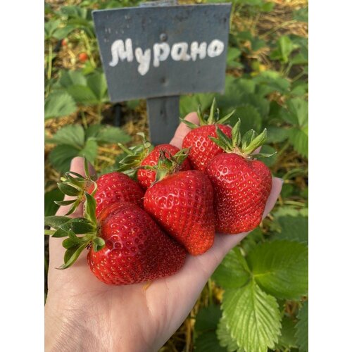 Клубника Мурано- 8 штук в горшочках 0,4 обьем.