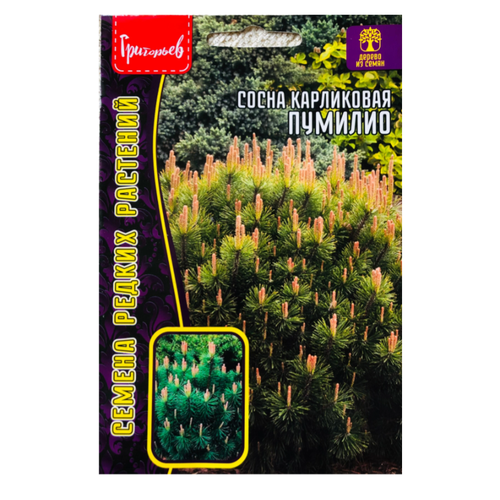 Семена Сосны карликовой "Пумилио" (10 семян)
