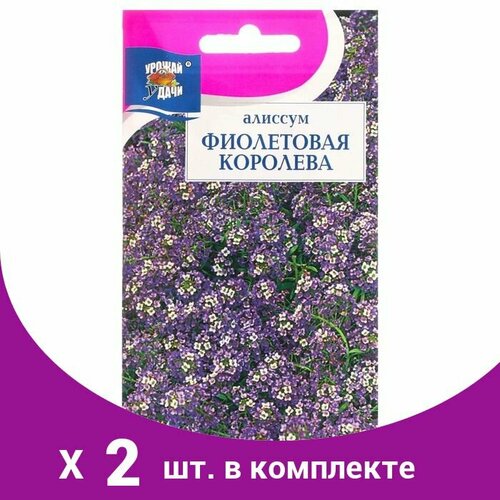 Семена цветов Алиссум 'Фиолетовая королева', 0,1 г (2 шт) семена цветов алиссум норт фэйс вайт каскадный 2 упаковки 2 подарка от продавца