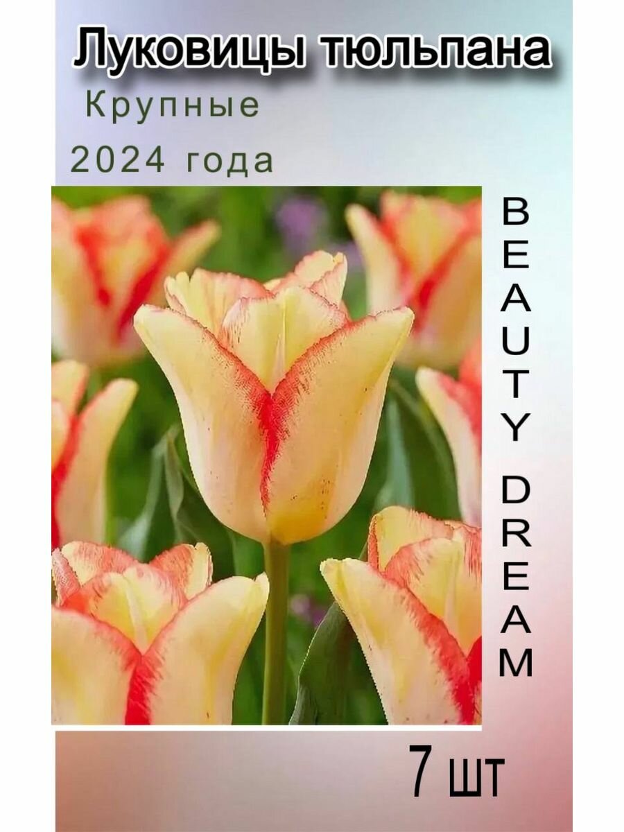 Луковицы Тюльпана Beauty Dream (7 шт)