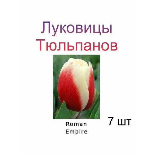 Луковицы Тюльпана Roman Empire ( 7 шт)