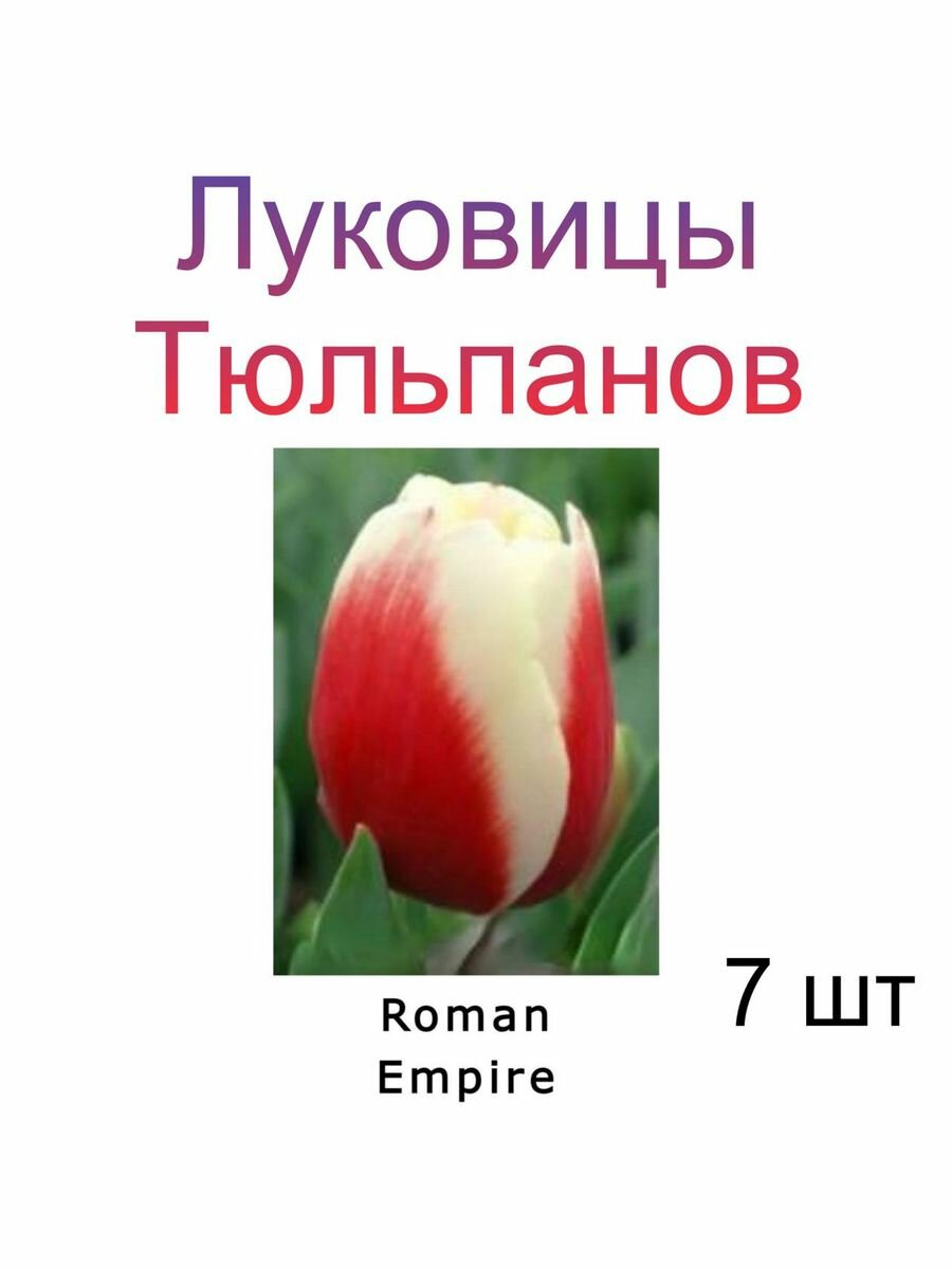 Луковицы Тюльпана Roman Empire ( 7 шт)