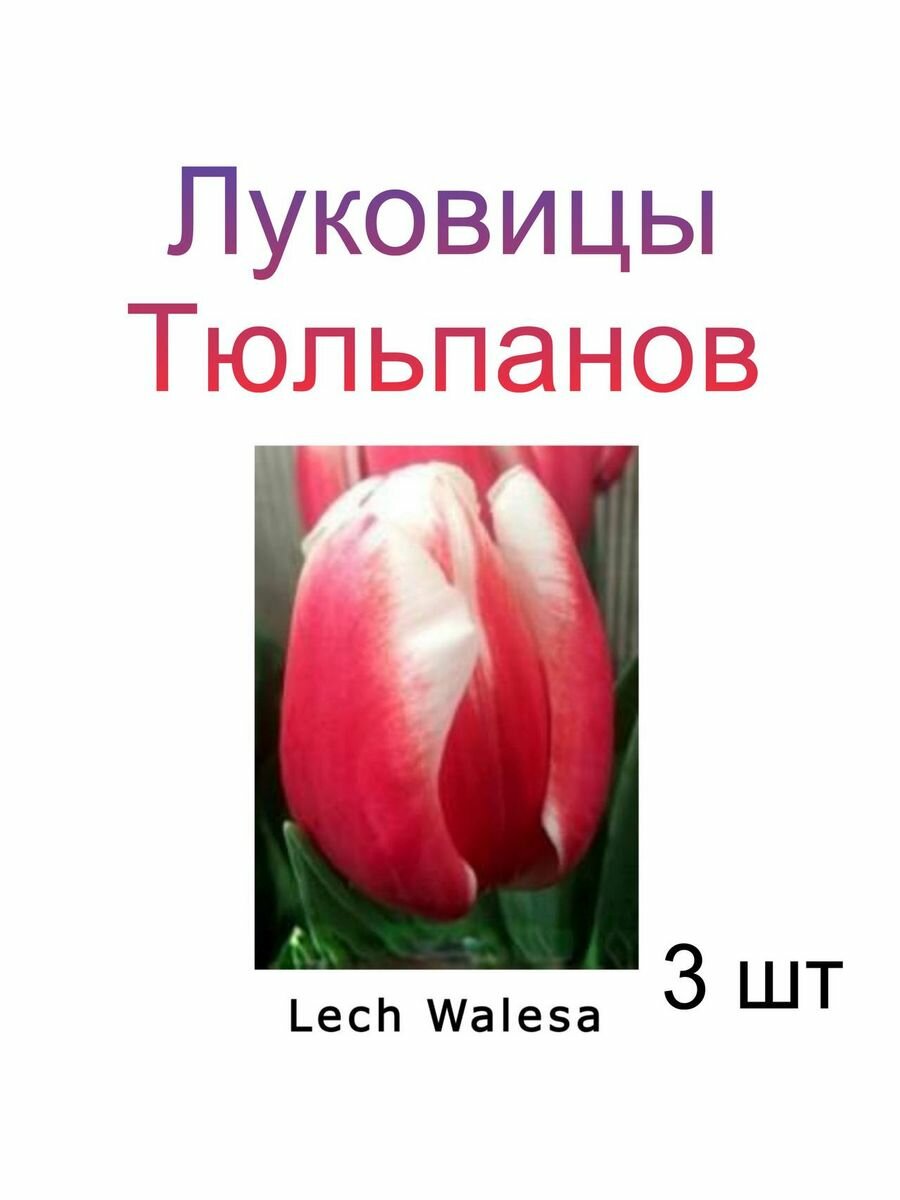 Луковицы Тюльпана Lech Walesa ( 3 шт)