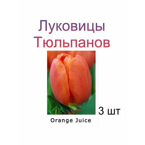 Луковицы Тюльпана Orange Juice ( 3 шт)
