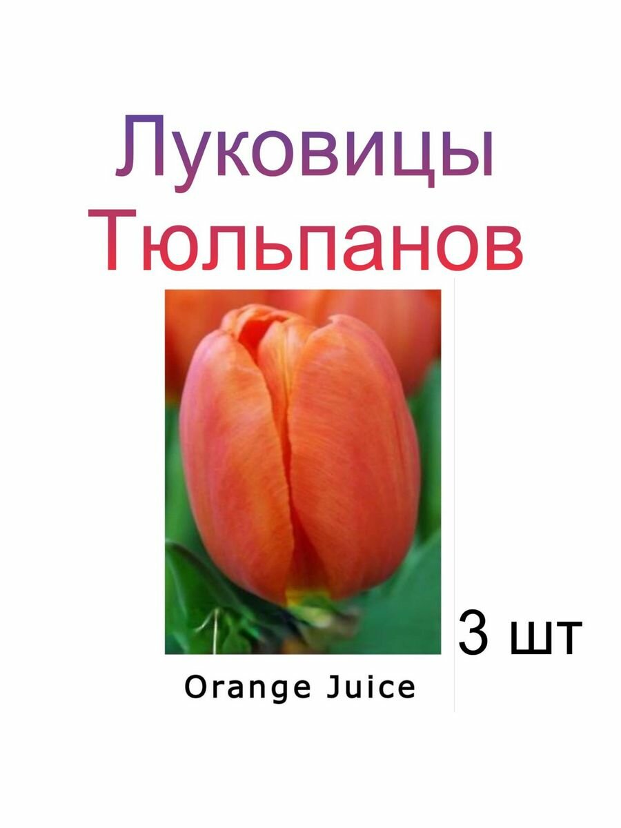 Луковицы Тюльпана Orange Juice ( 3 шт)