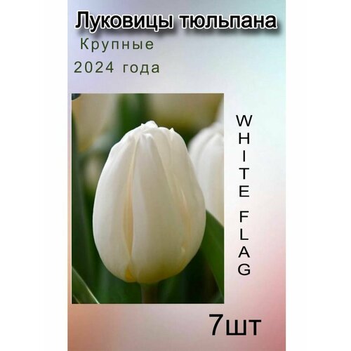 Луковицы Тюльпана White Flag ( 7 шт)