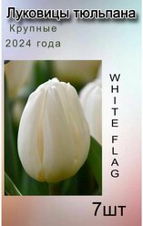 Луковицы Тюльпана White Flag ( 7 шт)
