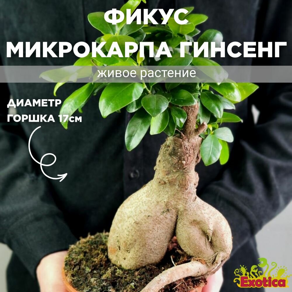 Фикус Микрокарпа Гинсенг (Ficus Ginseng) D17см