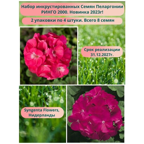Пеларгония Ринго 2000 2 упаковки по 4 штуки (инкрустированные): Роуз и Виолет, Syngenta Flowers, Нидерланды
