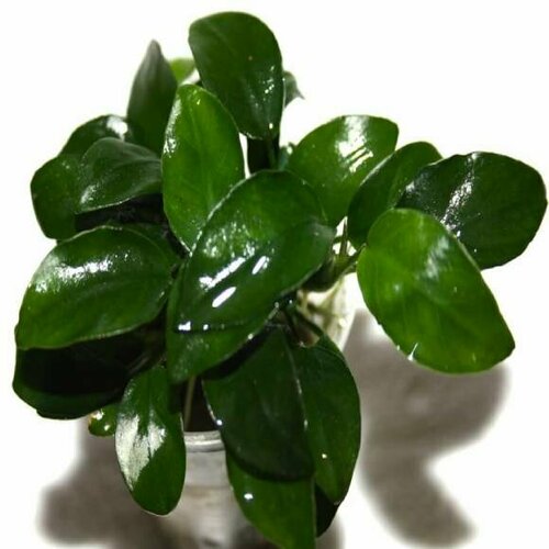 Анубиас нана петит (1 куст) - Anubias nana petite. Живое аквариумное растение