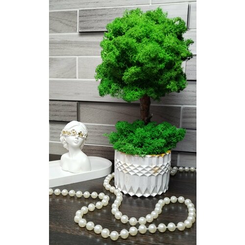 Набор из гипса и дерево из стабилизированного мха