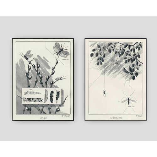 2 постера Насекомые, размер А3, без рамы