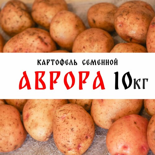 Семенной картофель сорта "Аврора" 10кг, клубни, 1я репродукция