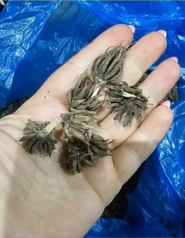 Изображение Корневище, Ранункулюс, Голден Еллоу, 4шт (Leogaarden)