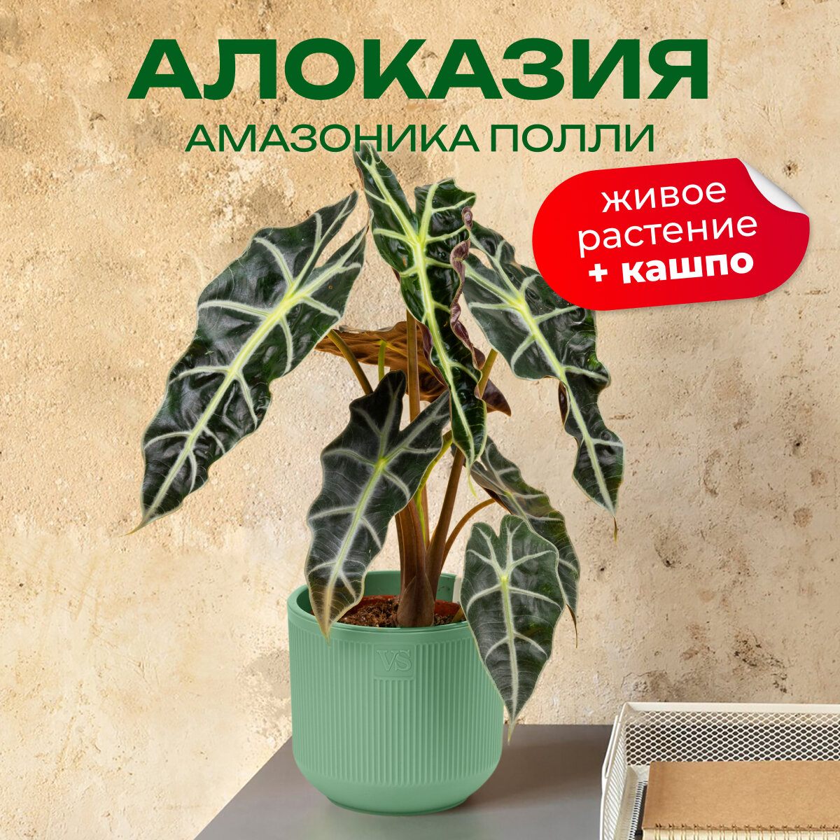 Алоказия Полли высота 30 см в кашпо Росси VipSet 1.9л d14 цвет зеленый