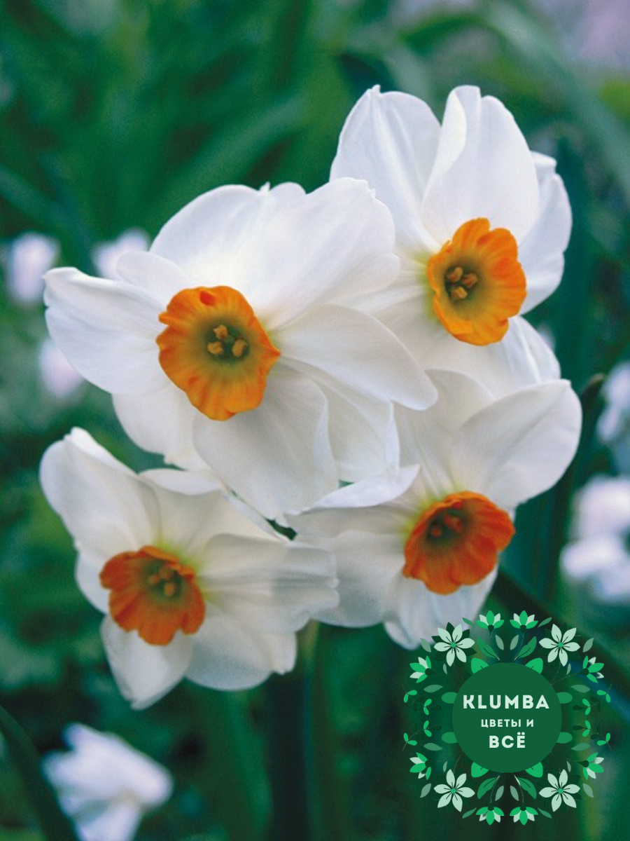 Луковицы цветов Клумба Нарцисс KAPITI PEACH ( 3 штуки )многоцветковый