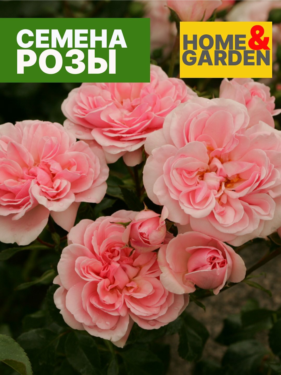 Роза спрей Свит Фллоу семена, компактный куст с обильными мелкими цветами