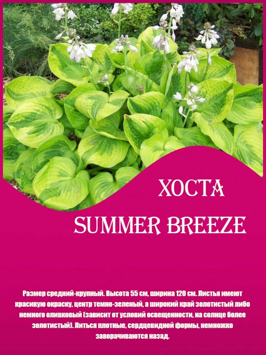 Хоста гибридная Саммер Бриз