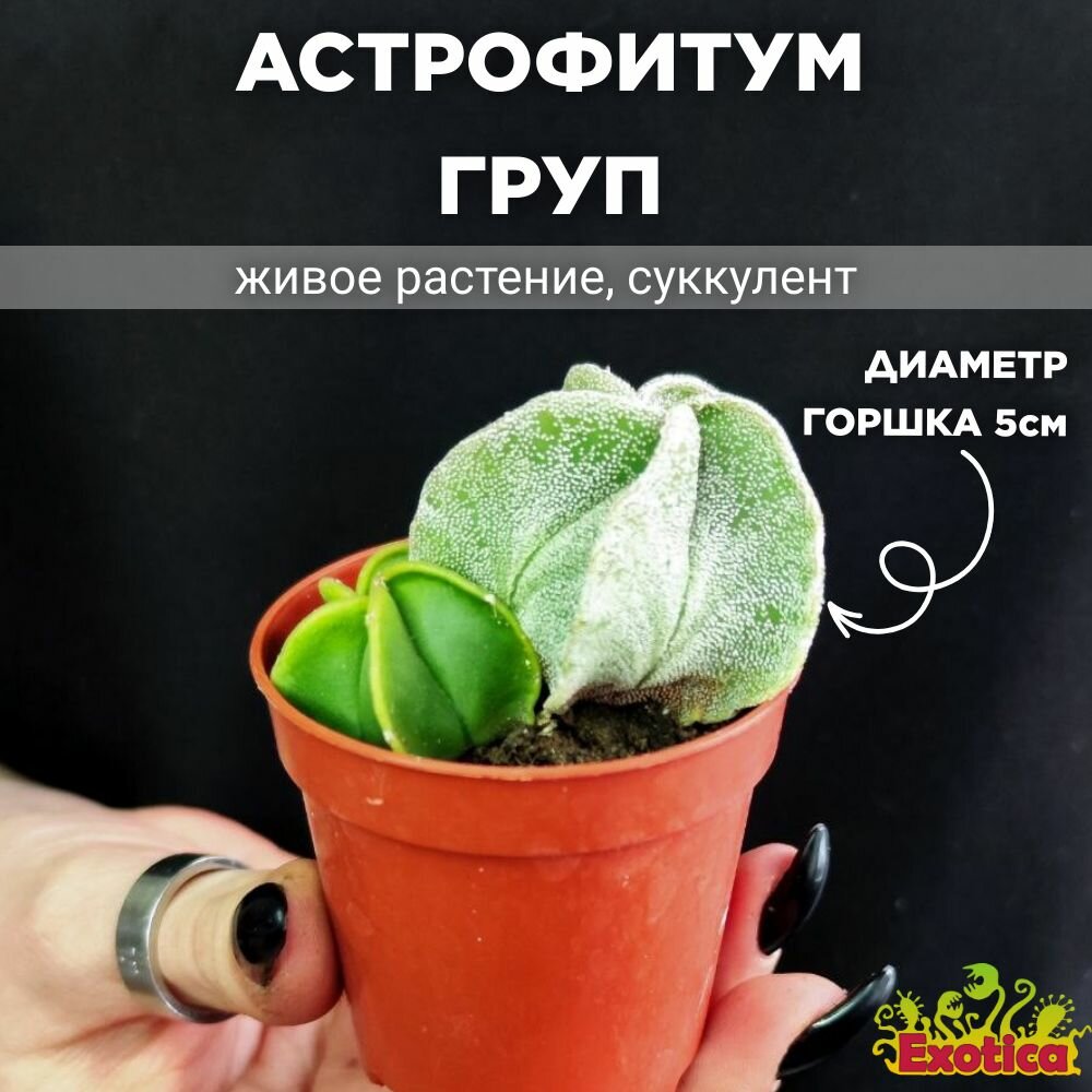 Астрофитум Груп (Astrophytum Group) D5см