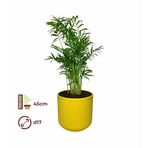 Хамедорея 17/45, цвет кашпо желтый