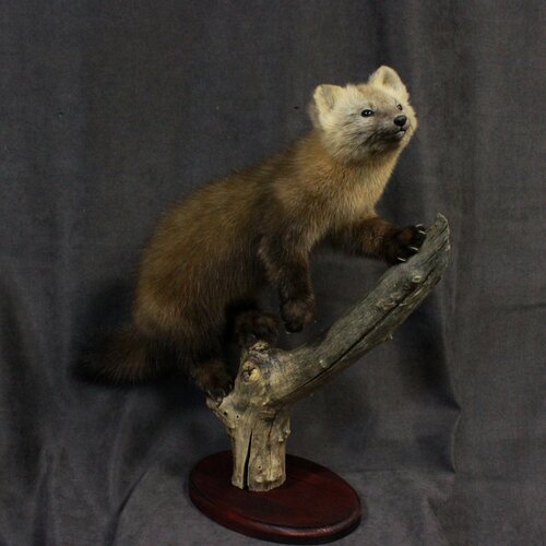 Настольное чучело соболя.