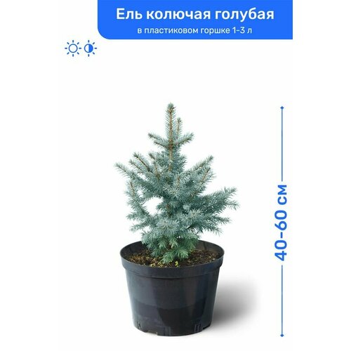 Ель колючая голубая 40-60 см в пластиковом горшке 1-3 л, саженец, хвойное живое растение саженец живое растение ель сербская пендула с5