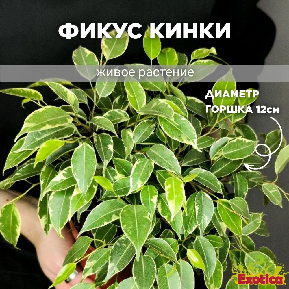 Фикус Кинки (Ficus Benjamina Kinky) D12см