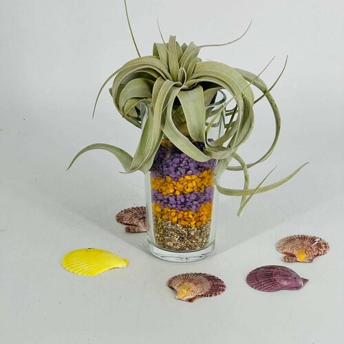 Тилландсия комнатный цветок в вазе 4580₽