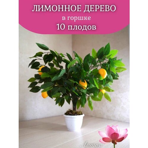 Лимон дерево 10 плодов от бренда Лотос 1600₽