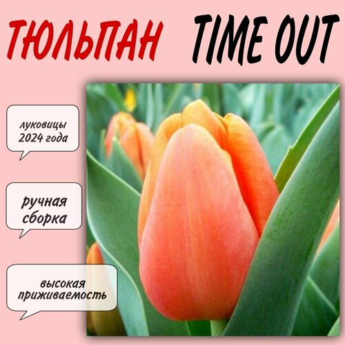 Луковицы тюльпана, сорт Time Out, 3 шт