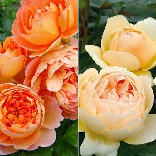Комплект парковых роз Магия Гармонии (саженцы) роза букет де мари дельбар