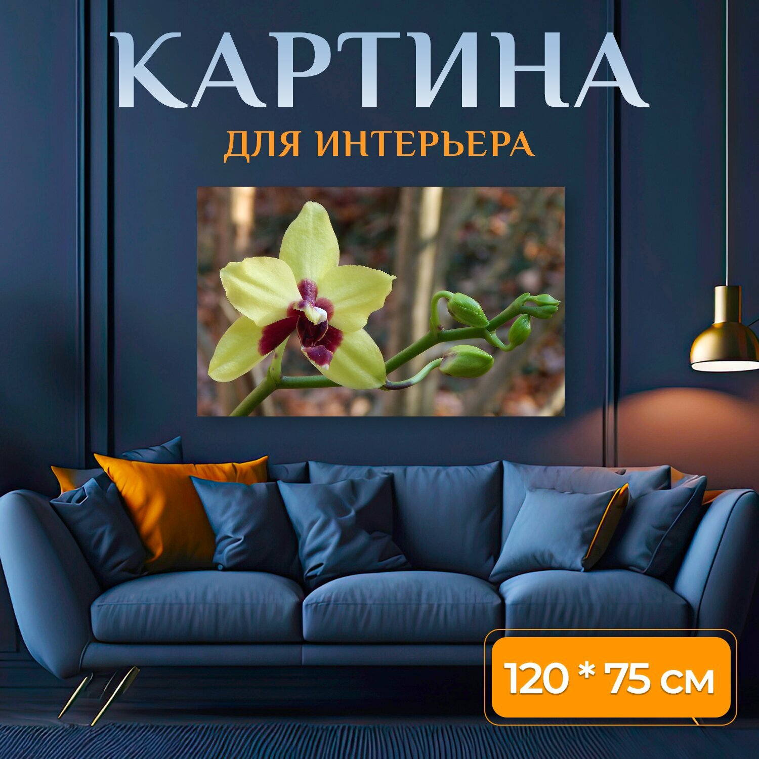 Картина на холсте "Гибридный фаленопсис с бутонами, фаленопсис, орхидея" на подрамнике 120х75 см. для интерьера