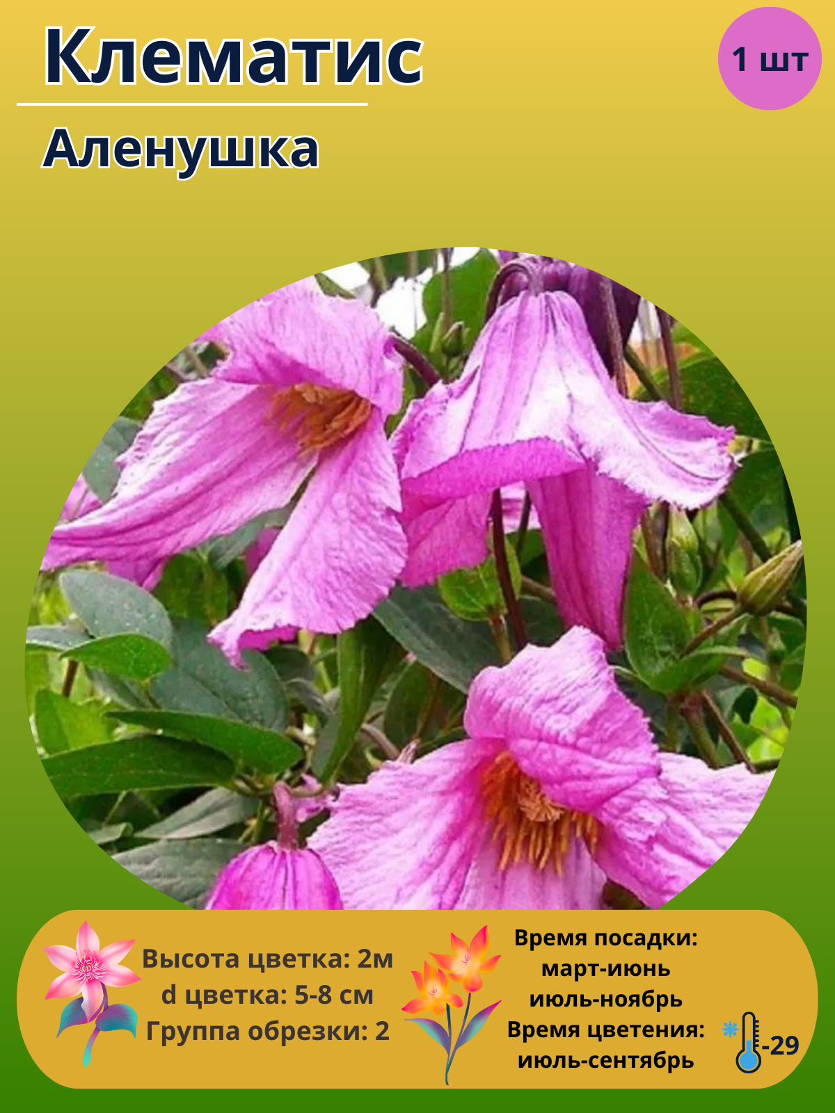 Клематис Аленушка, многолетние цветы
