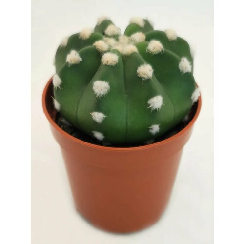 Кактус Эхинопсис Субденудата Echinopsis subdenudata D-5 860₽