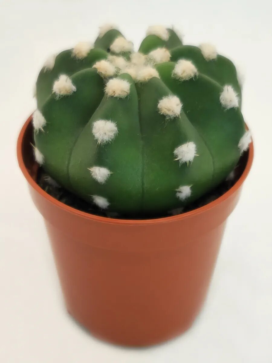 Кактус Эхинопсис Субденудата (Echinopsis subdenudata) D-5