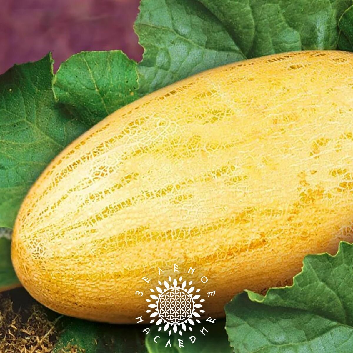 Семена Дыня торпеда (лат. Cucumis melo) 15шт от Green Legacy