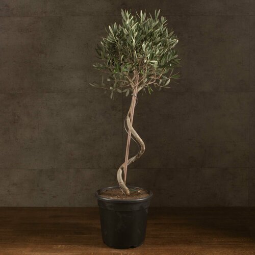 Олива со спиральным стволом 95/23