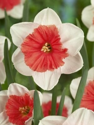 Нарцисс крупнокорончатый Райот 5шт