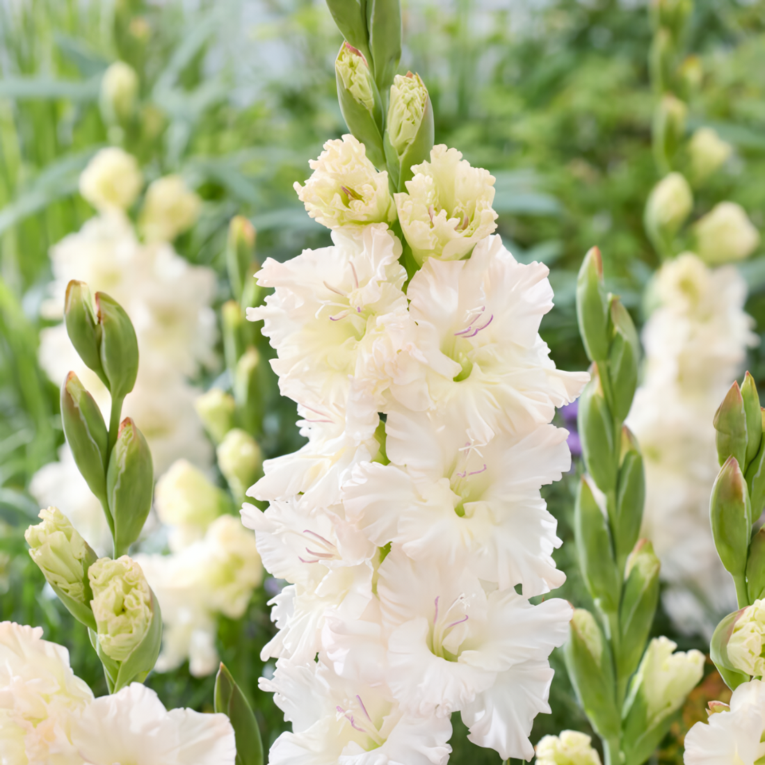 Луковицы цветов chipollino flowers Гладиолус IVORY PERFECTION(5 луковиц)