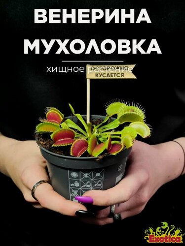 Изображение товара Венерина Мухоловка (Dionaea Muscipula), или Дионея D9см, насекомоядное растение