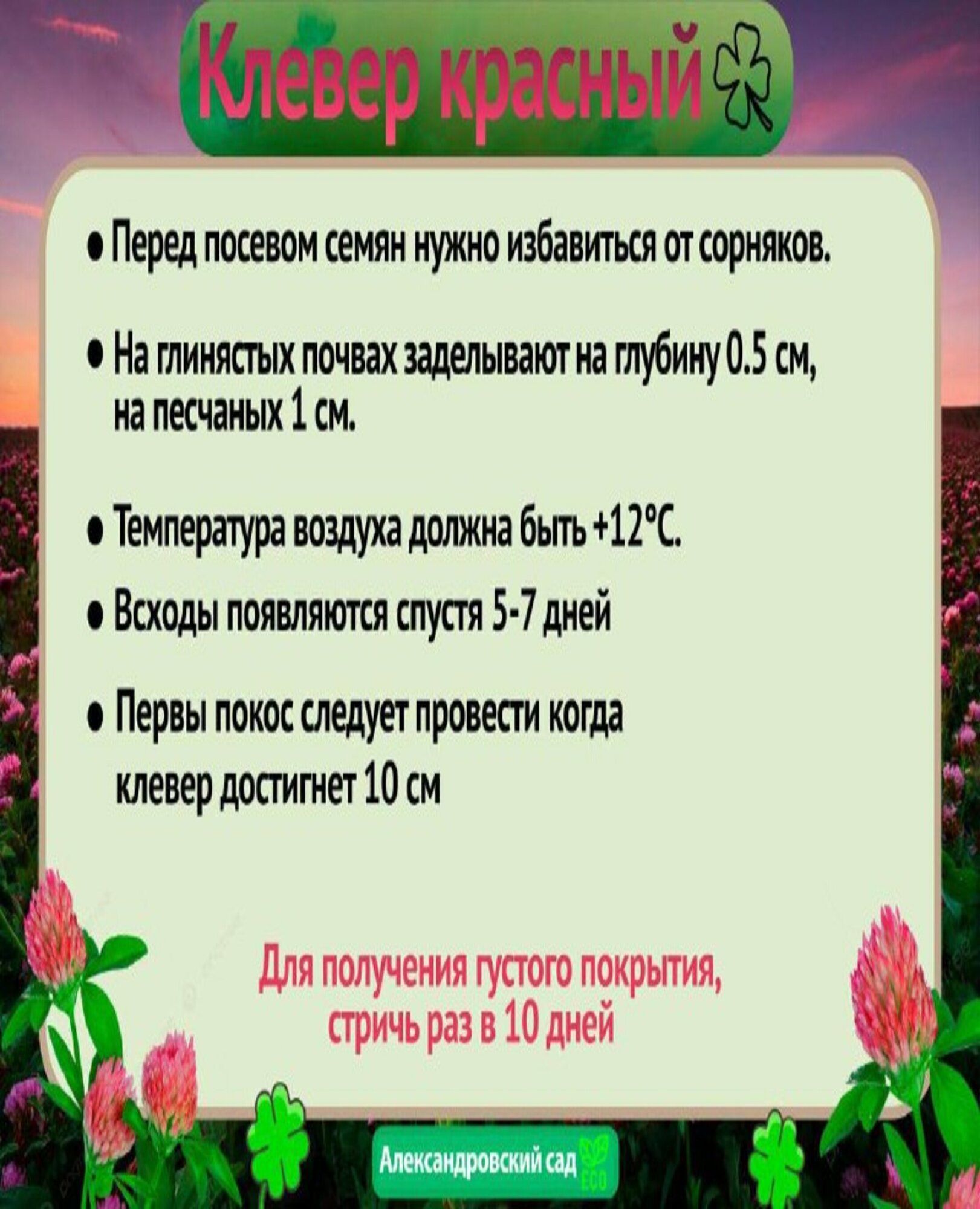 Клевер красный семена медонос зеленое удобрение газон 500 г — фото 1