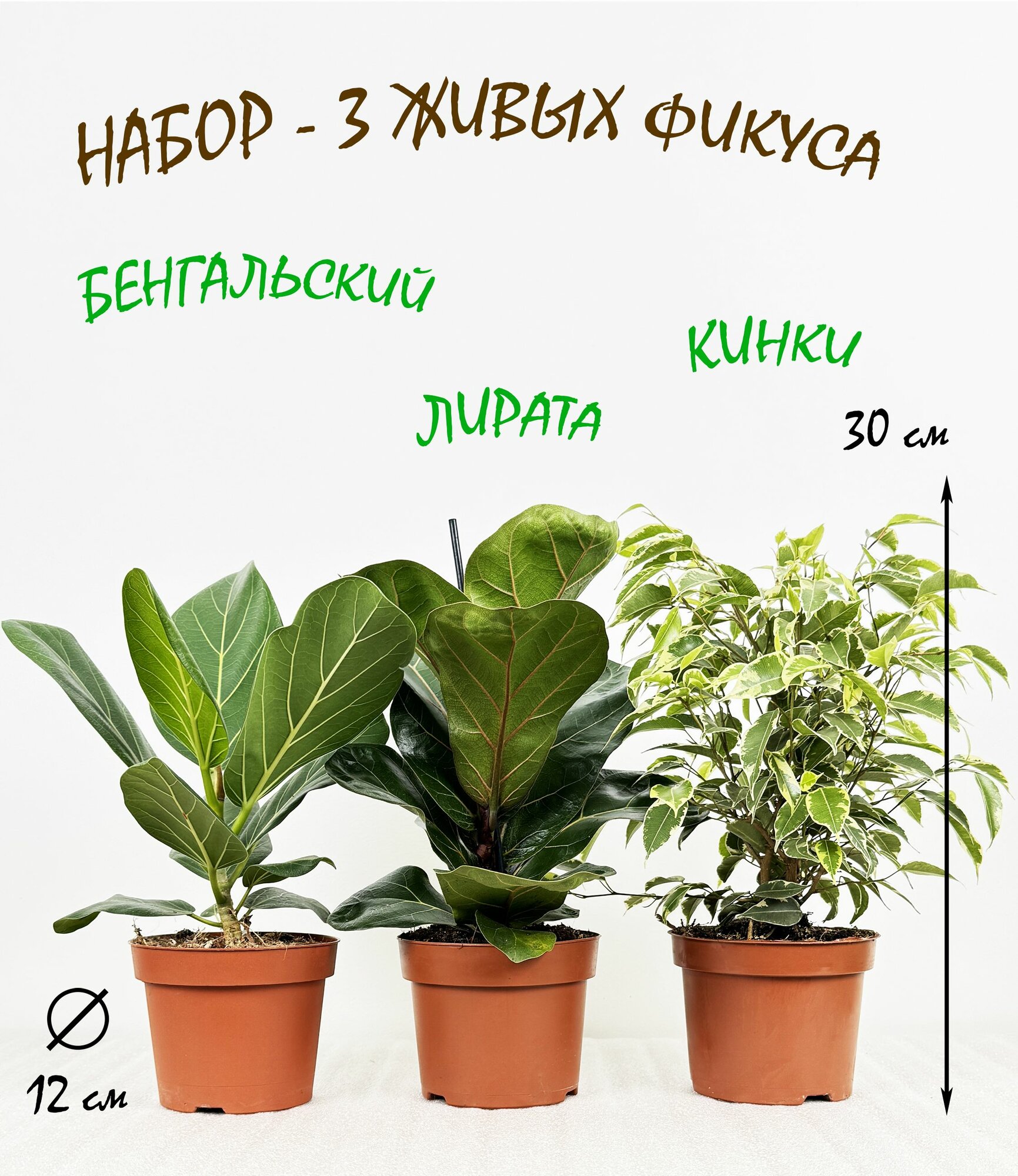 Набор - 3 Фикуса: Бенгальский Одри, Лирата Бамбино, Кинки высота 30см